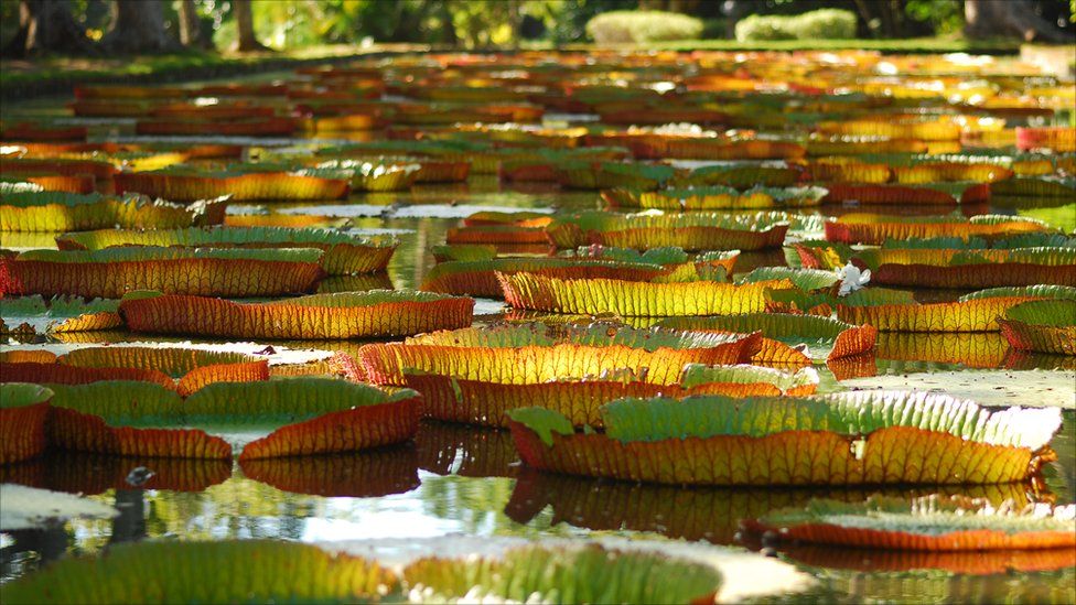 Large lily pads on a pond