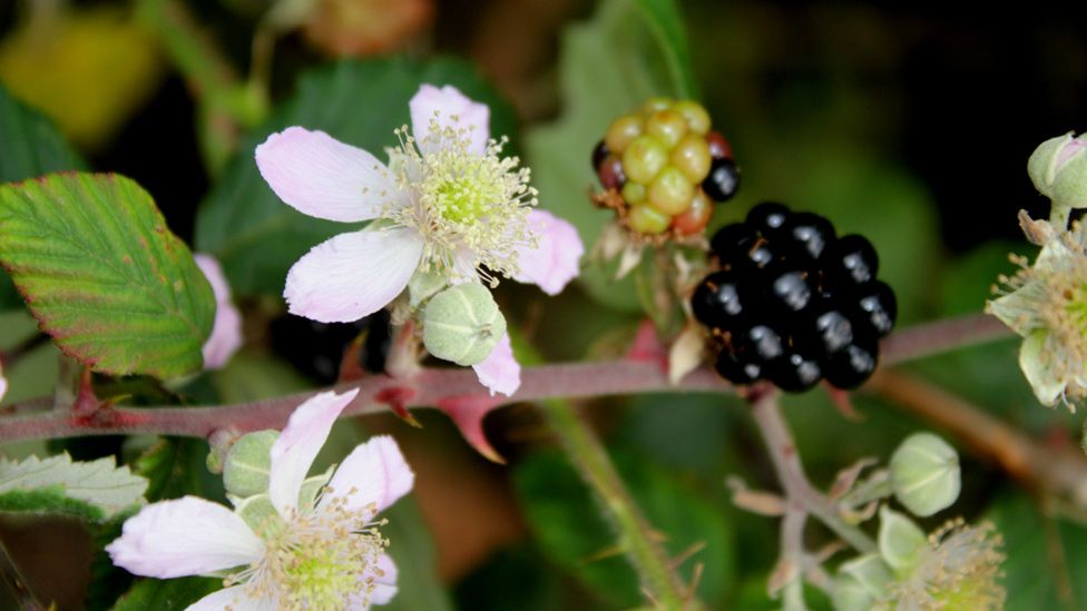 Bramble flower and fruit