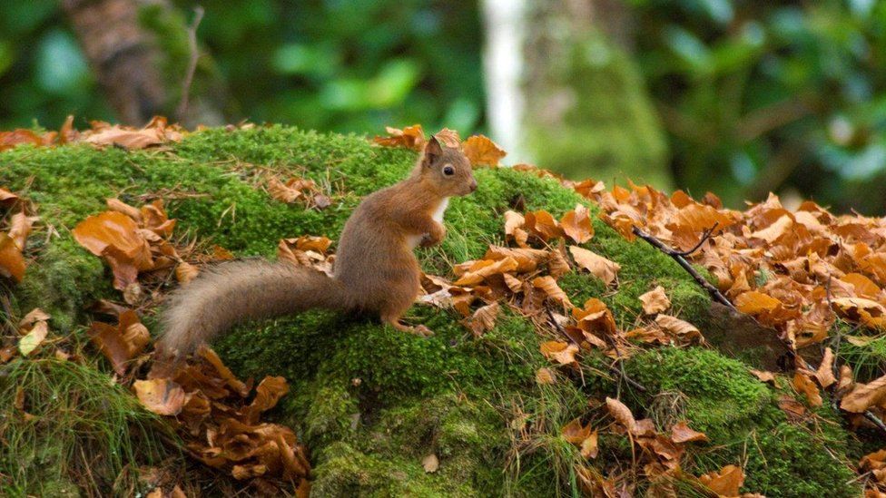 Red squirrel in woods near Dores, Inverness