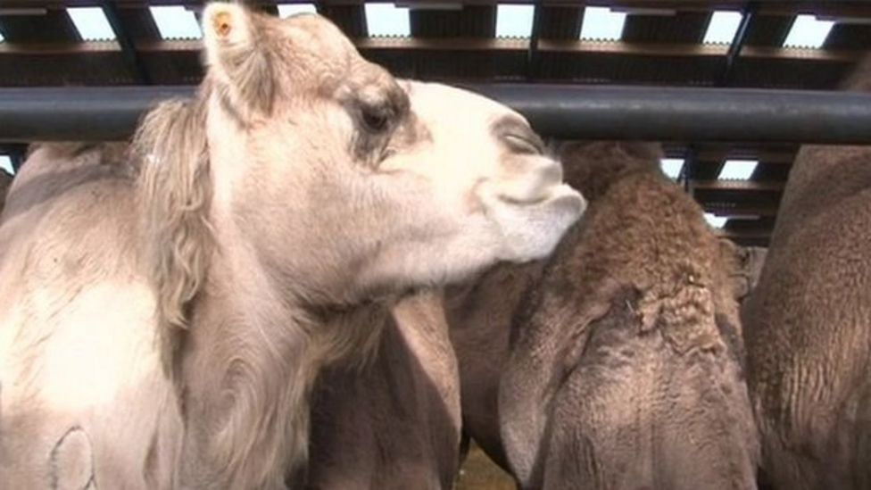 New camels' milk ice cream launched in the UK BBC Newsround