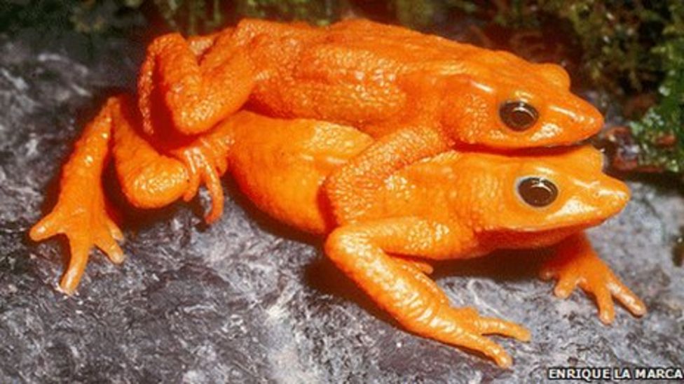 Killer frog fungus 'spread by trade' - BBC News