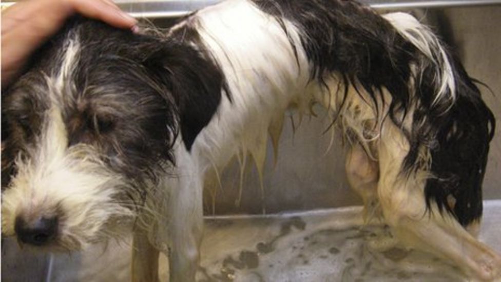 Law proposed to ban puppy breeding farms for Wales BBC News