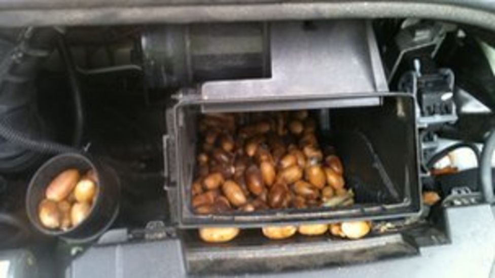 Squirrel's acorn stash causes car breakdown at farm BBC News