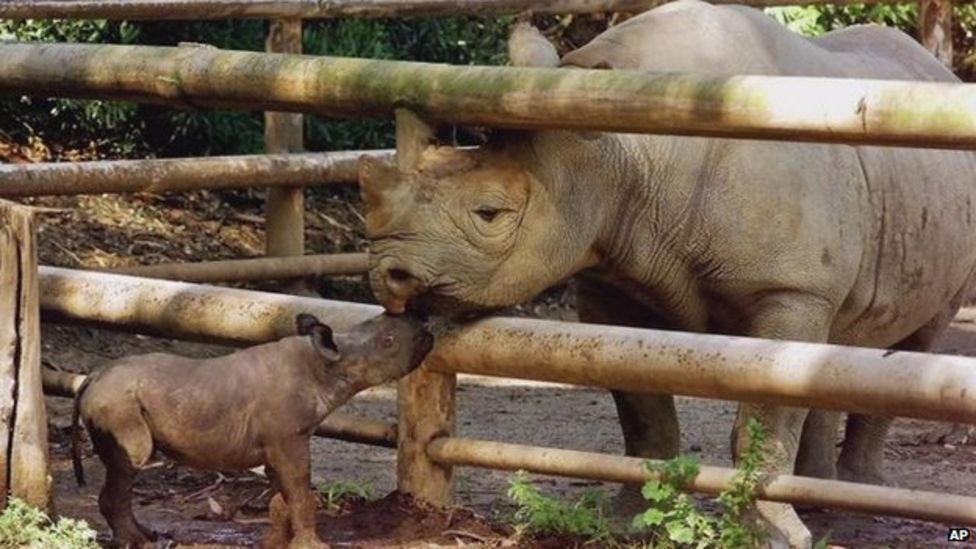 Western Black Rhino Declared Extinct Bbc News