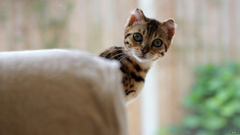 Pictures RSPCA Young Photographer of the Year 2011 BBC Newsround