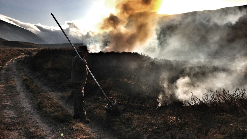 Man watching heather burning