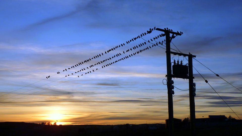 Starlings roosting on a telephone line