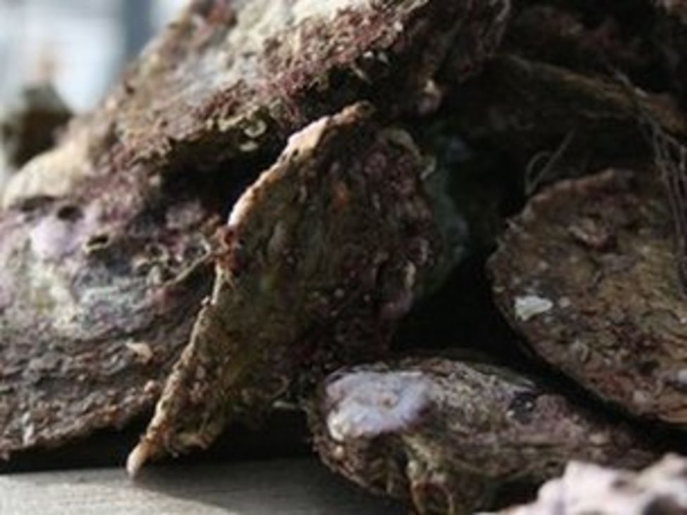 Winter vomiting virus British oysters contain bug BBC News