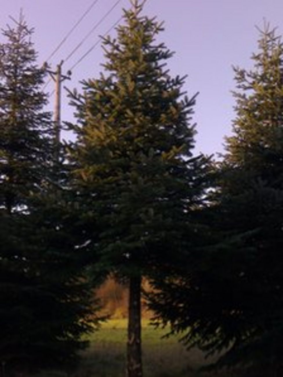 Downing Street's Christmas tree cut down near Thame BBC News