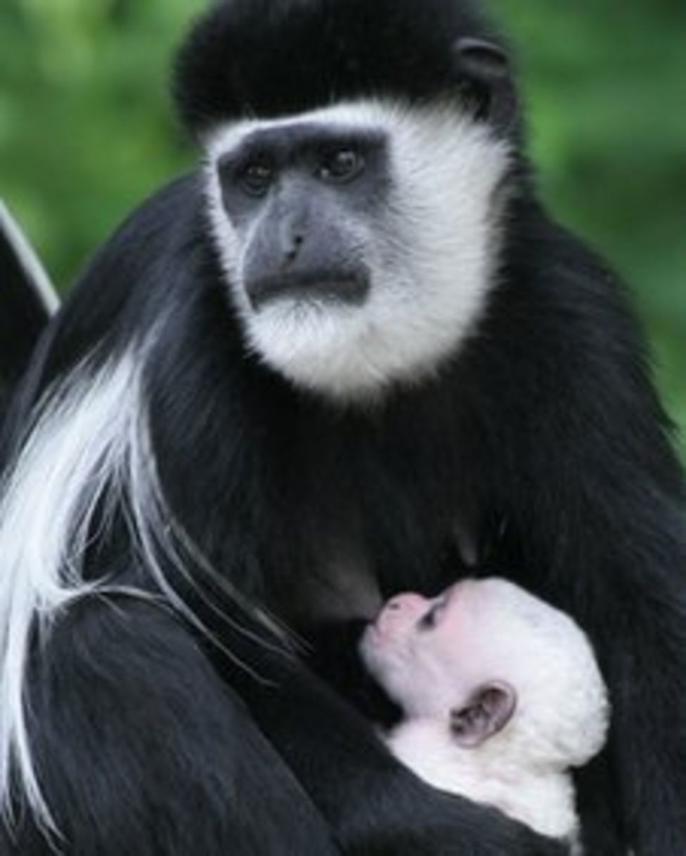 Baby colobus monkey born at Drusillas Park in Alfriston - BBC News