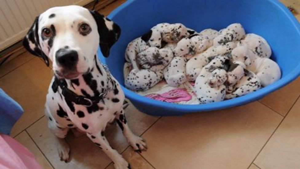 Dalmatian Pebbles Has Litter Of 15 Pups In Garnant Bbc News 