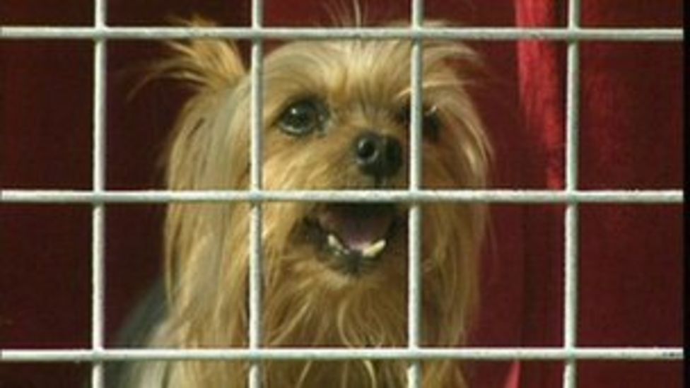 Quarantine laws to be relaxed in UK BBC News