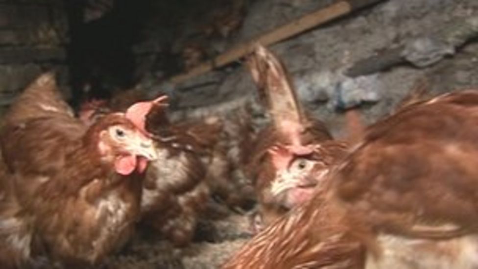 Freed Battery Hens In Bishop Auckland Need New Homes Bbc News 
