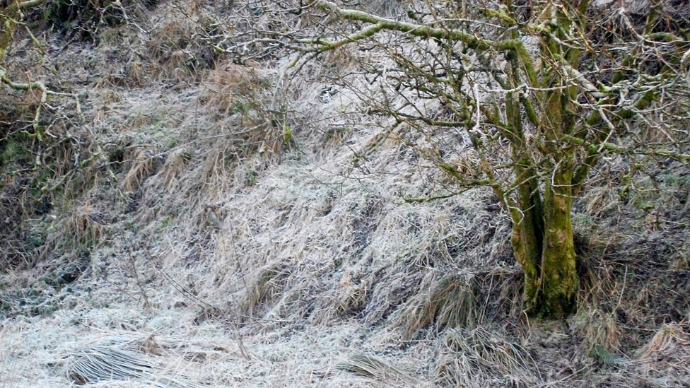 Tree and ground covered in frost
