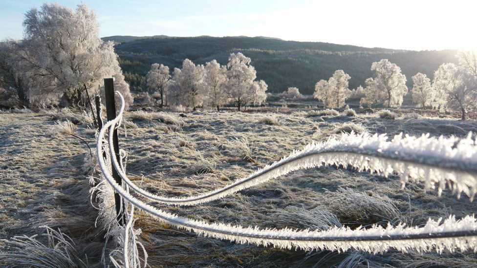 Trees and a wire fence covered in frost