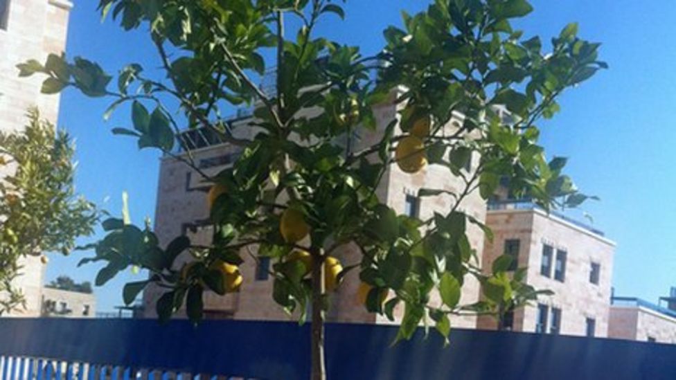 Growing the world's most expensive lemons BBC News