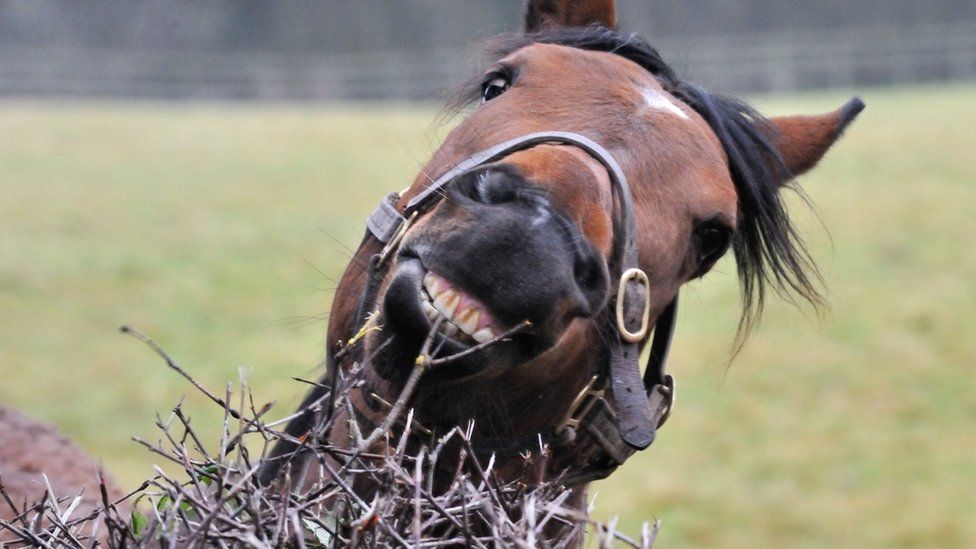 Horse