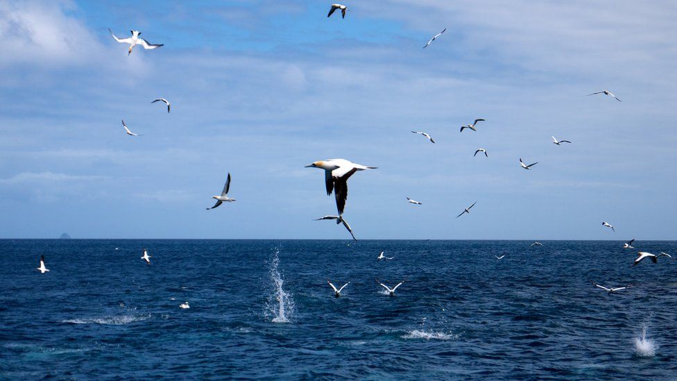 Gannets