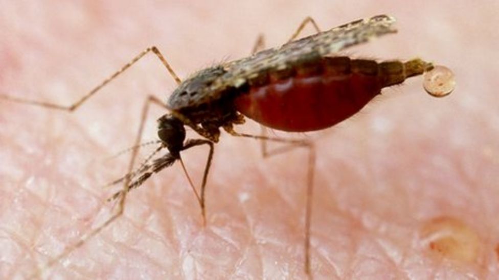 severe malaria case study