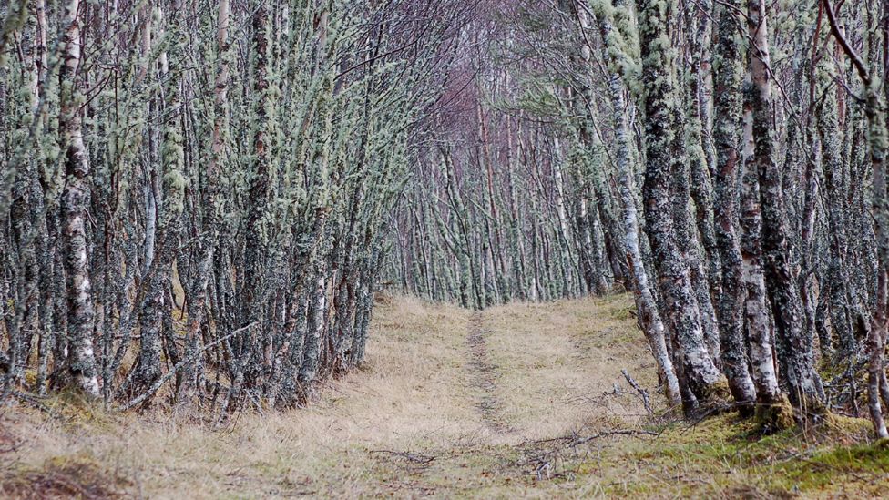 Lichen and birch trees line a path