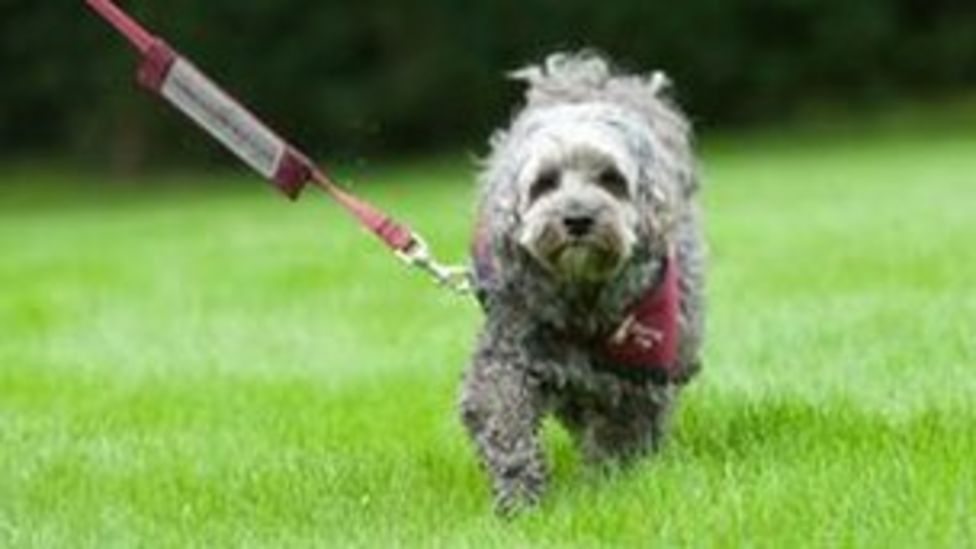 Hearing dogs are changing deaf children's lives - BBC News