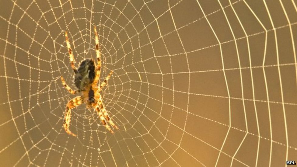 Scientist makes violin strings from spiders' webs BBC Newsround