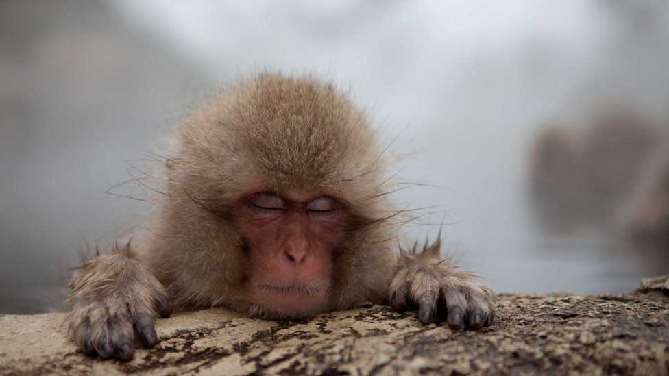 Monkey