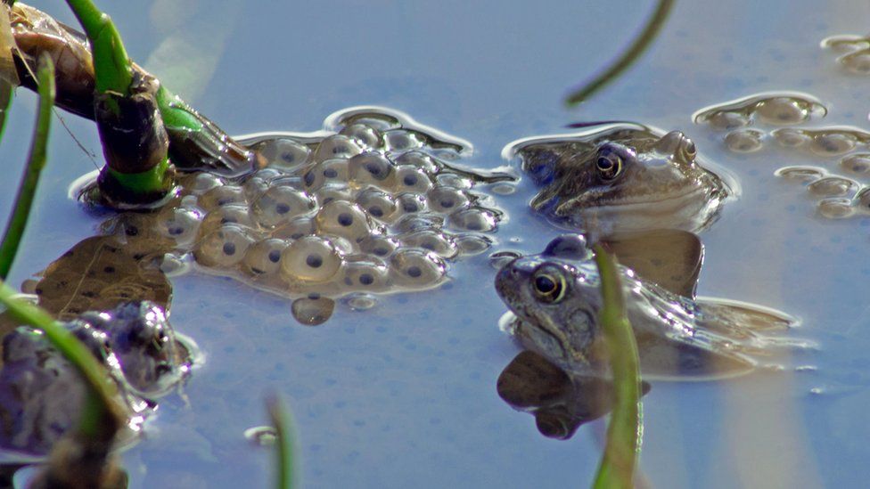 Frogs and frogspawn in a pond