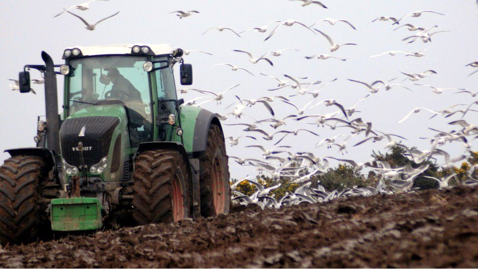 Gulls swoop on a field following a plough man