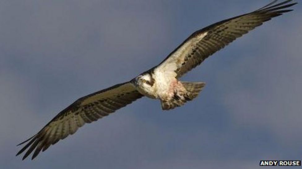 glaslyn ospreys 2019