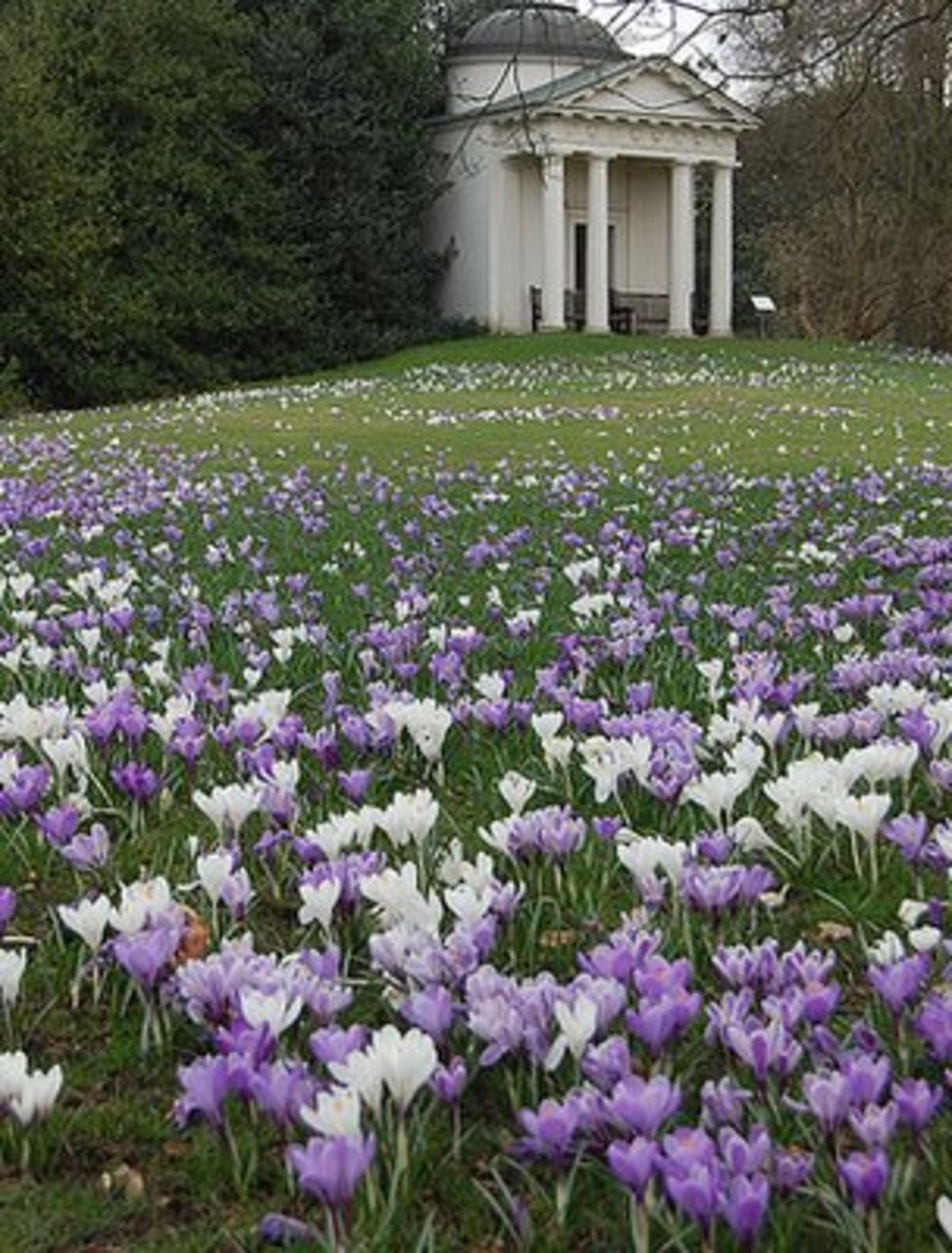 Study sheds light on plants' 'spring switch' - BBC News