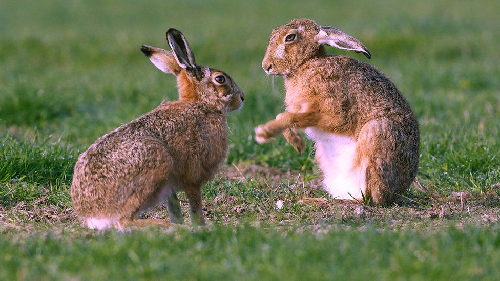 Boxing brown hares