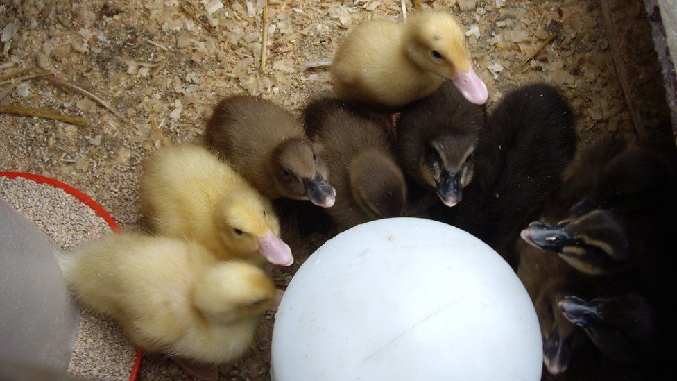 Ducklings