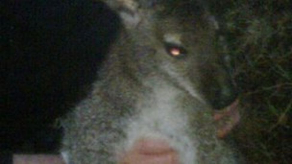 Escaped wallaby on the loose in West Lothian BBC News