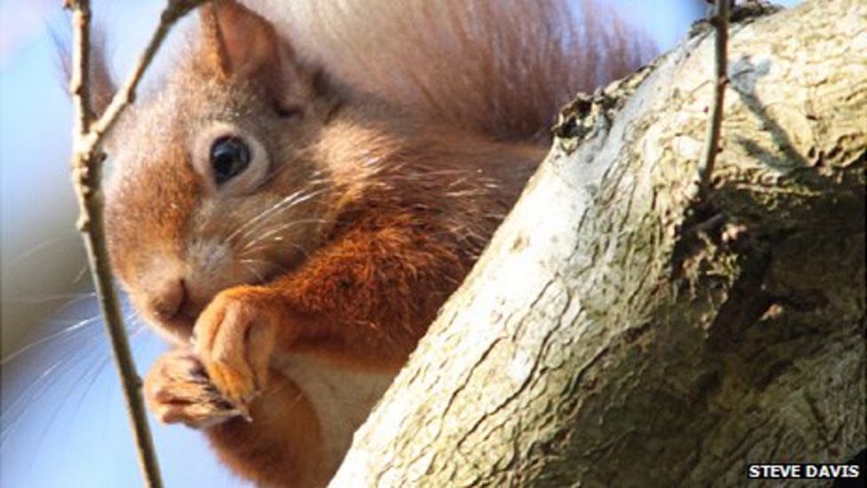 New project to save Carmarthenshire red squirrels BBC News