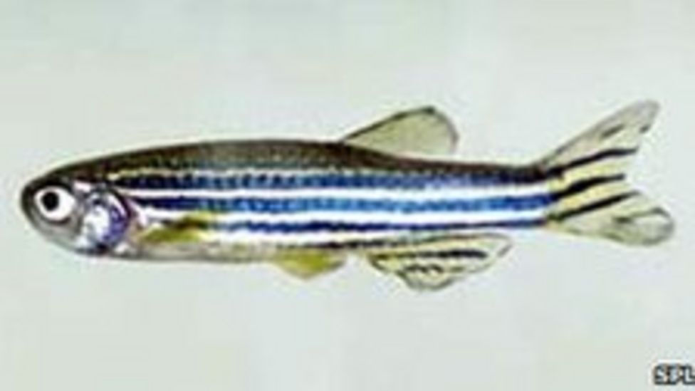 Glowinthedark fish help combat pollution BBC News