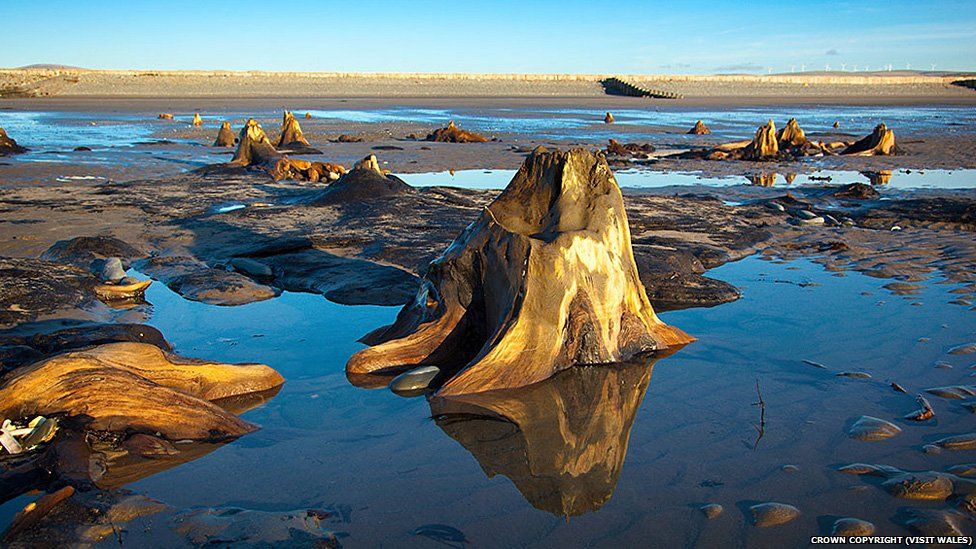 Borth submerged forest from Visit Wales