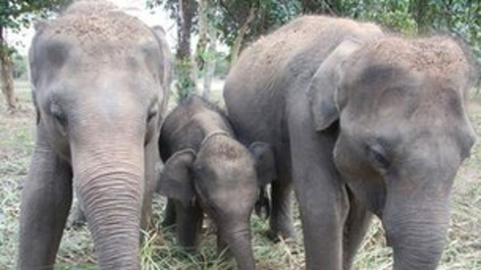 Sanctuary Or Ceremony For Sri Lanka's Elephants? - BBC News