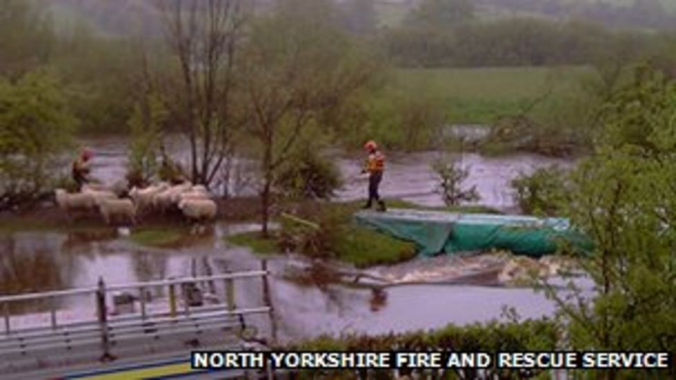 Sheep Rescued From North Yorkshire Flood Zone Bbc News
