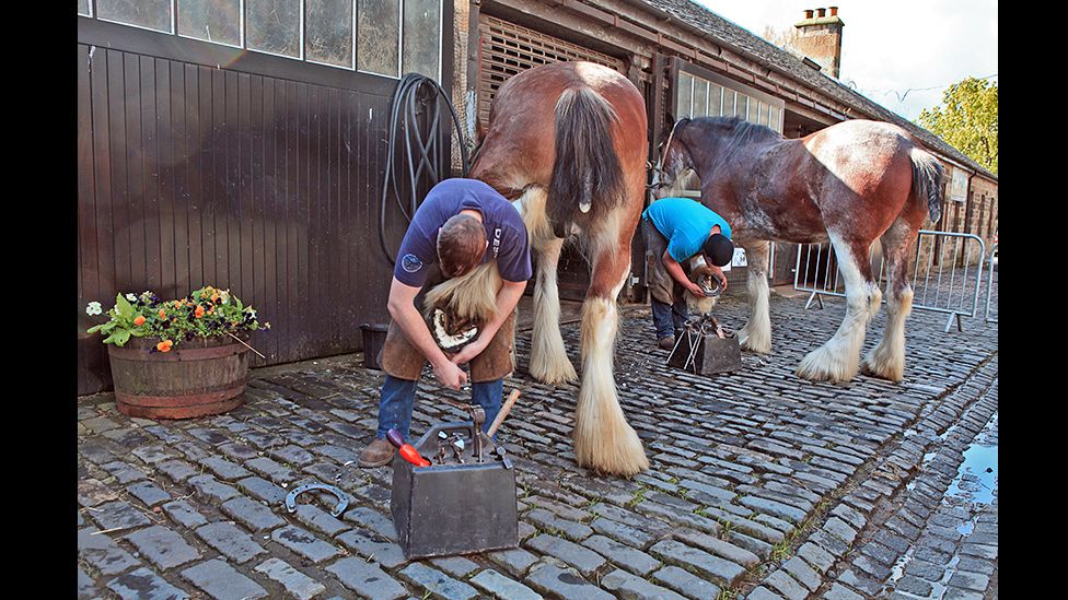 Farriers shoe Clydesdale horses
