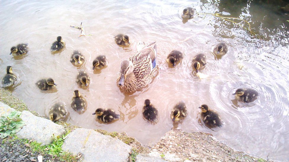 Duck and ducklings in a pond