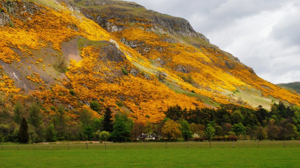 Gorse on the Ochil Hills