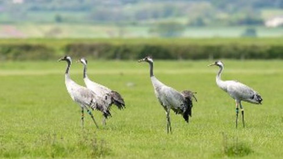 Live camera watches Slimbridge cranes' eggs BBC News