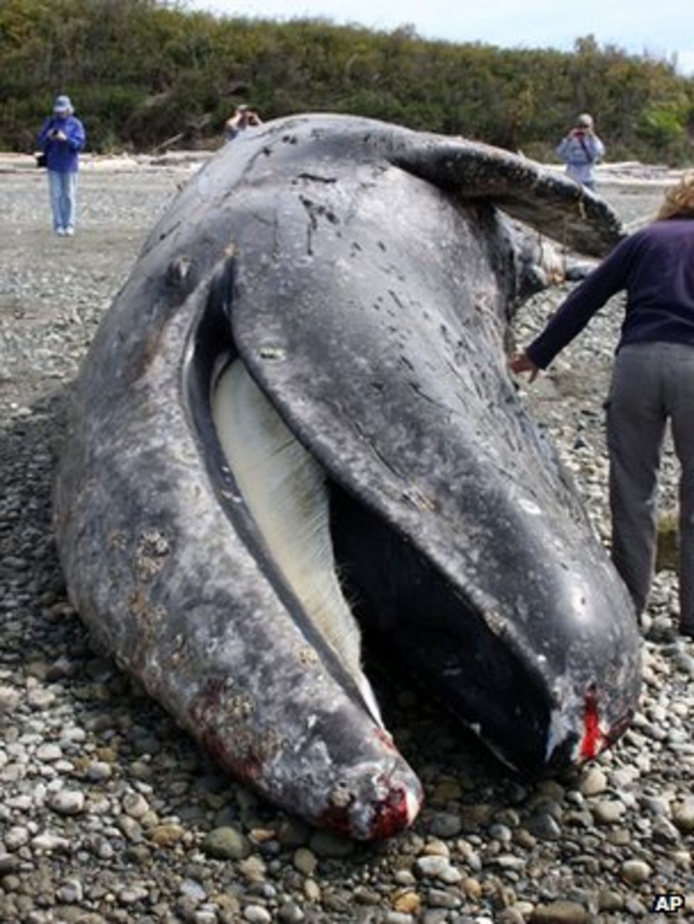 Whale meeting heads for discord - BBC News