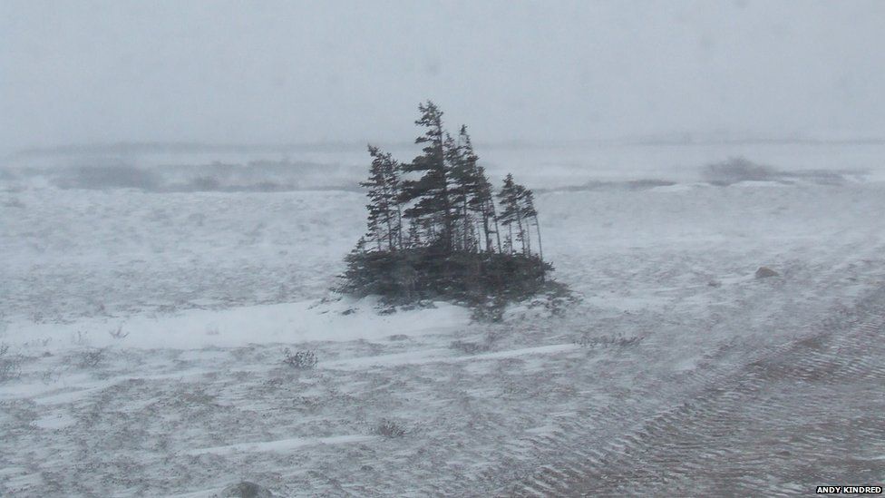 Boreal Forest