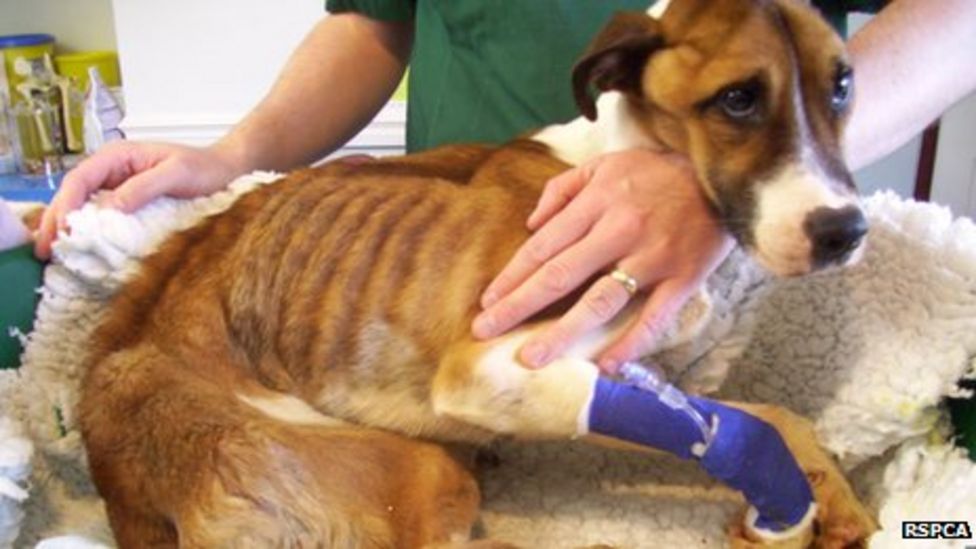 Emaciated dog abandoned in lay-by on A370 at Hewish starting recovery ...