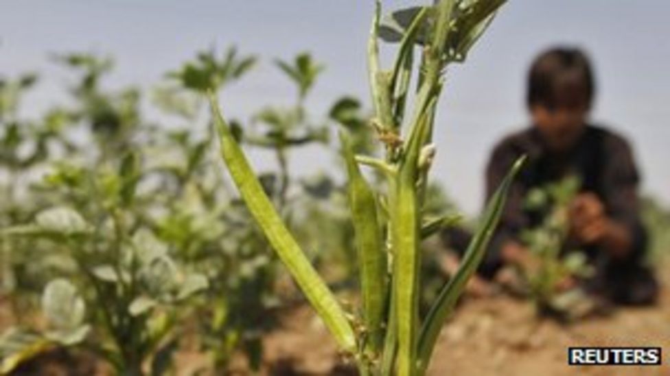 Halliburton blames guar bean shortage for profit warning BBC News