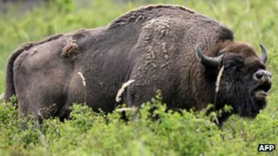 Denmark's Bornholm island gets rare bison from Poland BBC News