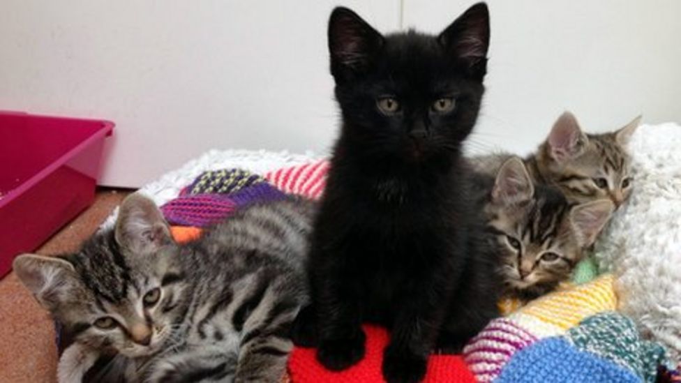 Plea made for kitten and cat food by Scottish SPCA at Drumoak BBC News