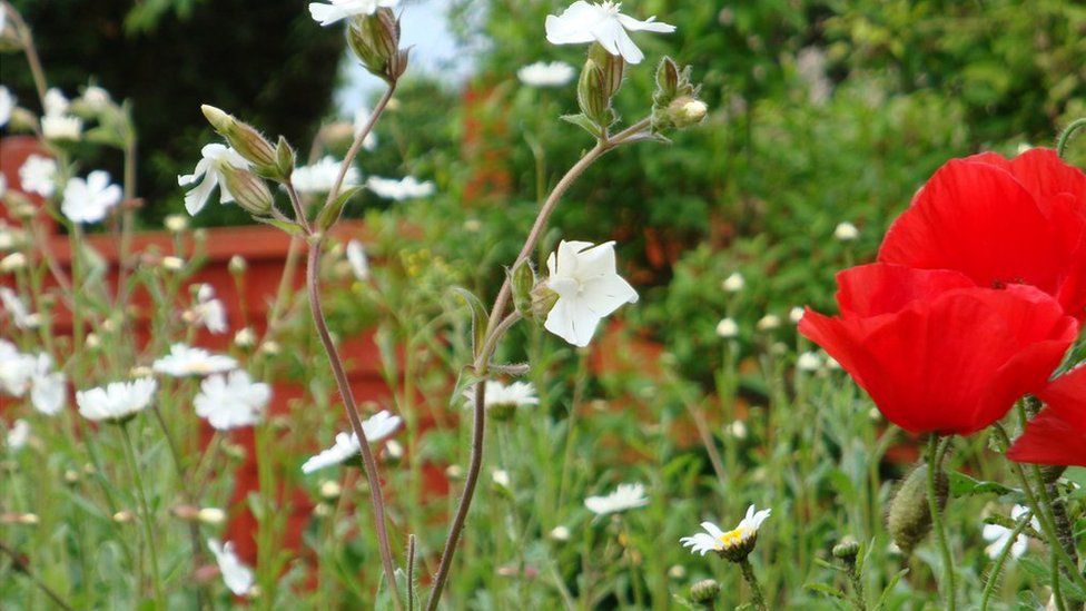 Wild flowers in a garden